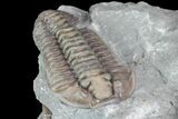 , Prone Flexicalymene Trilobite - Ohio #76361-2